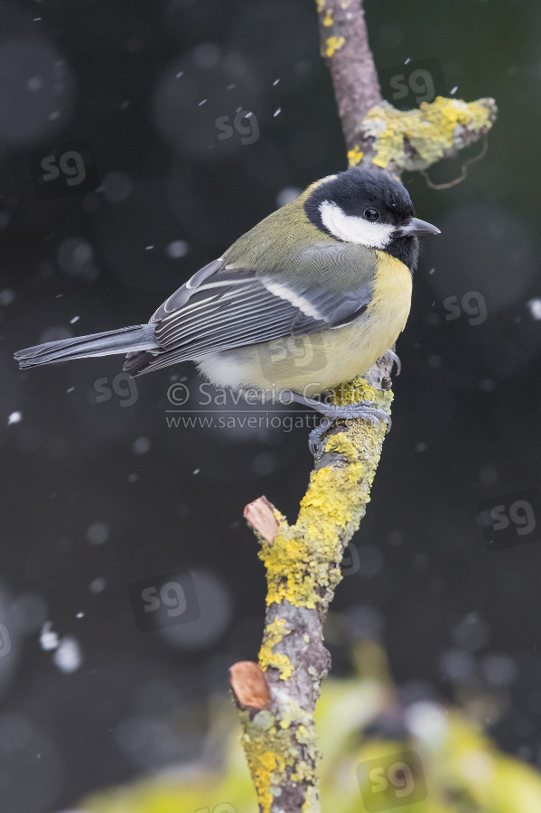 Great Tit