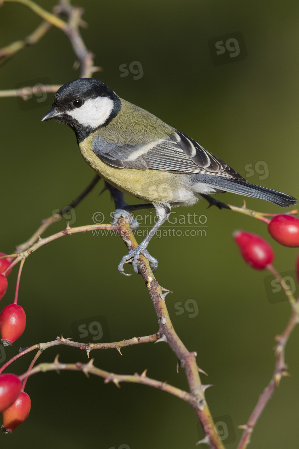 Great Tit