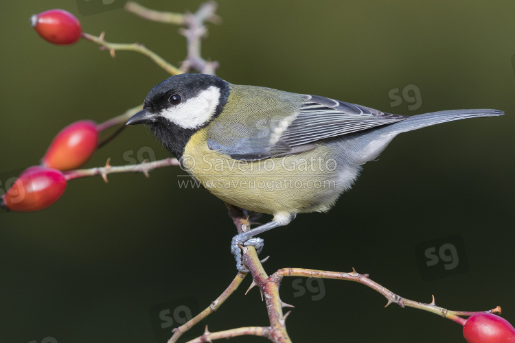 Great Tit