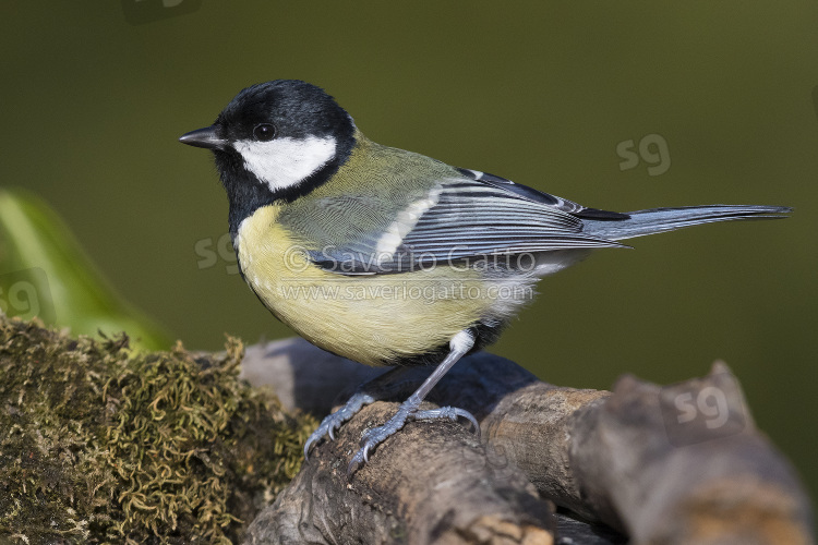 Great Tit