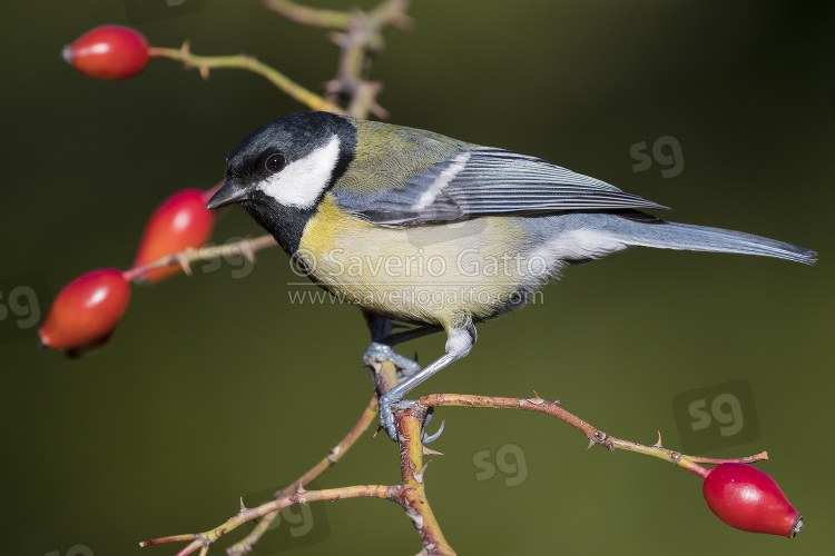 Great Tit