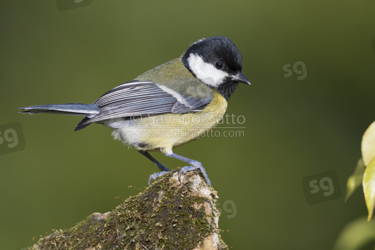 Great Tit