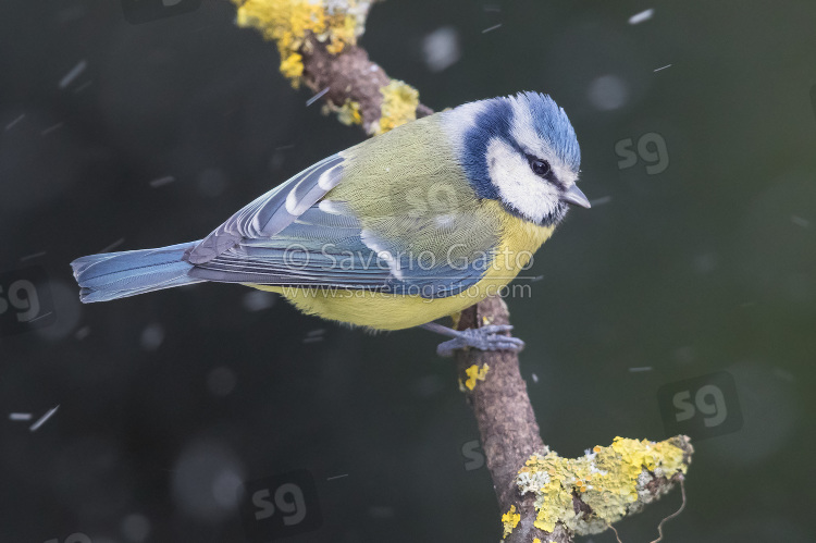 Eurasian Blue Tit