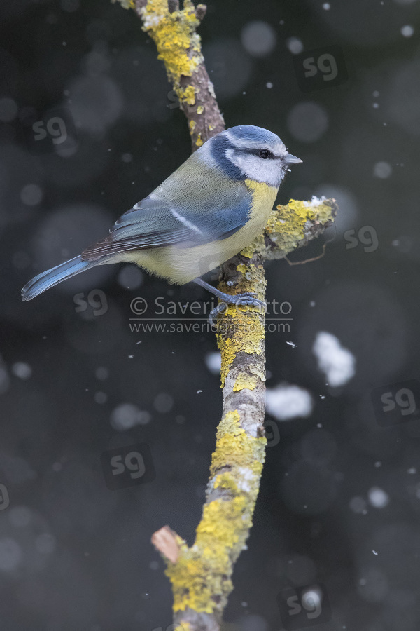 Eurasian Blue Tit