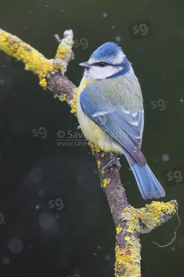 Eurasian Blue Tit