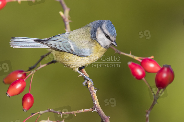 Eurasian Blue Tit