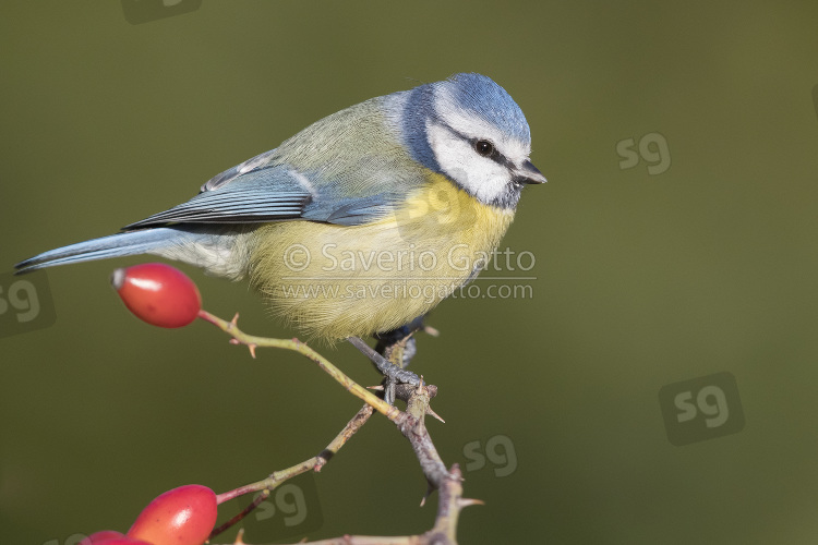 Eurasian Blue Tit