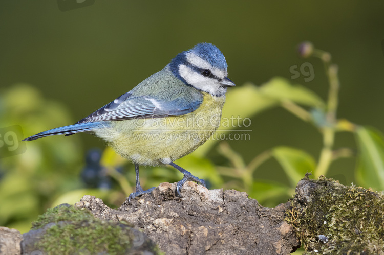 Eurasian Blue Tit