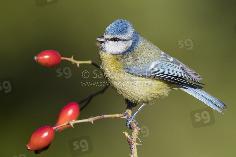 Eurasian Blue Tit