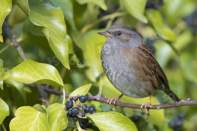 Passera scopaiola