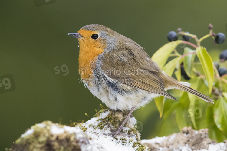 European Robin