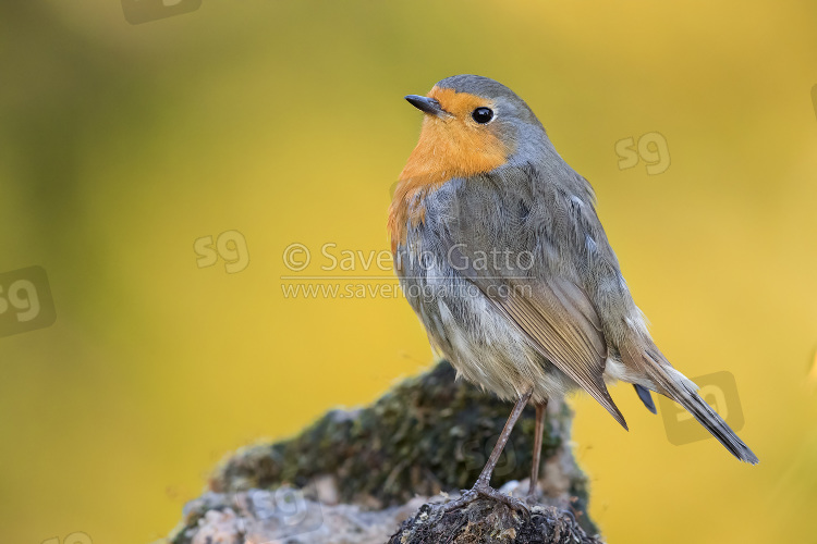 European Robin