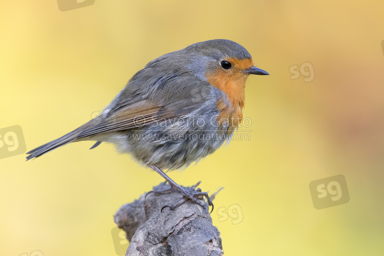 European Robin