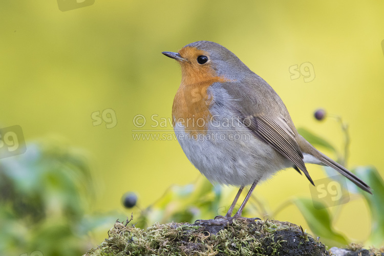 European Robin