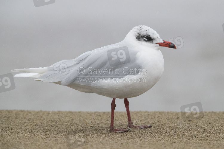 Mediterranean Gull, adult in winter plumage standing on a beach