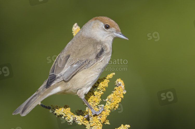 Eurasian Blackcap