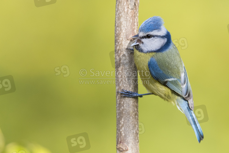 Eurasian Blue Tit