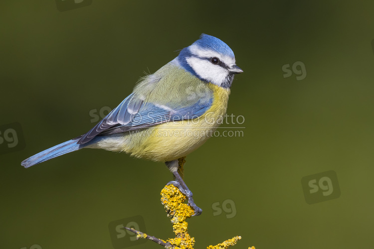 Eurasian Blue Tit