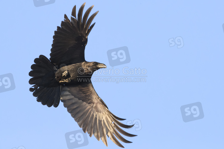 Northern Raven