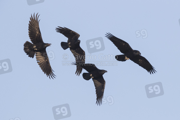 Northern Raven, flock in flight