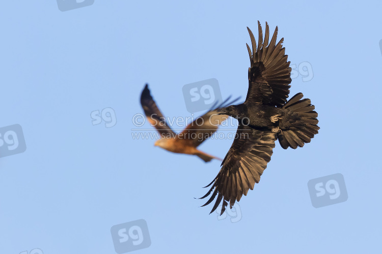 Corvo imperiale, adulto in volo con nibbio reale sullo sfondo