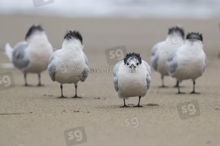 Sandwich Tern