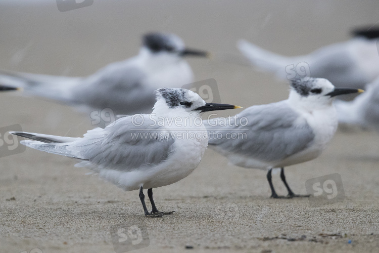 Sandwich Tern