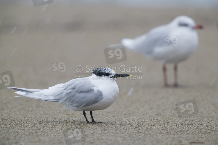 Sandwich Tern