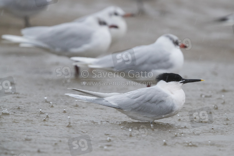 Sandwich Tern, adult resting in shallow water together with mediterranean gulls