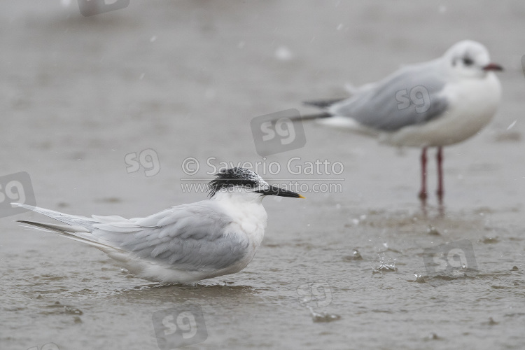 Sandwich Tern