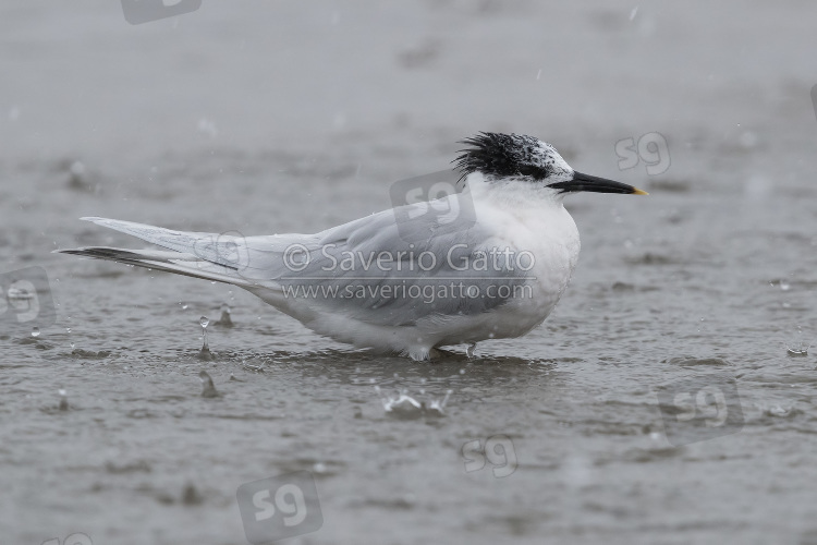 Sandwich Tern