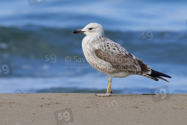 Caspian Gull