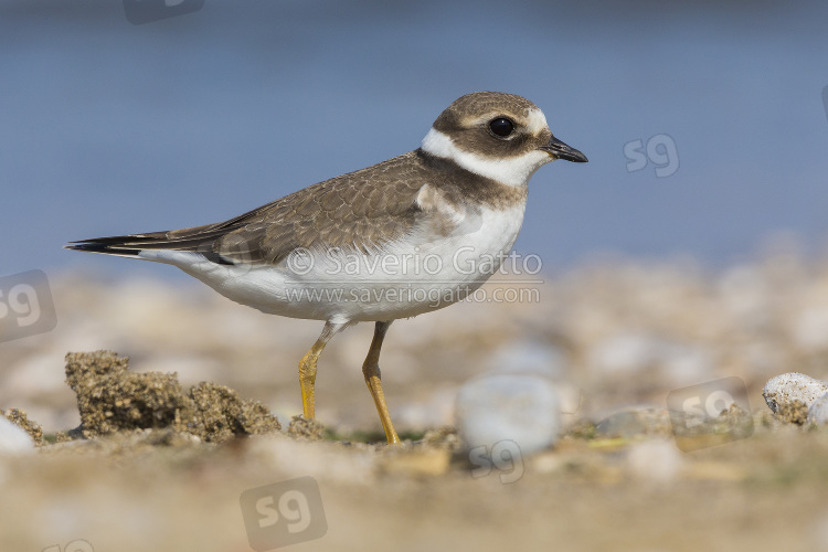 Ringed Plover