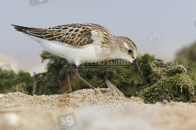 Little Stint, juvenile feeding on the ground