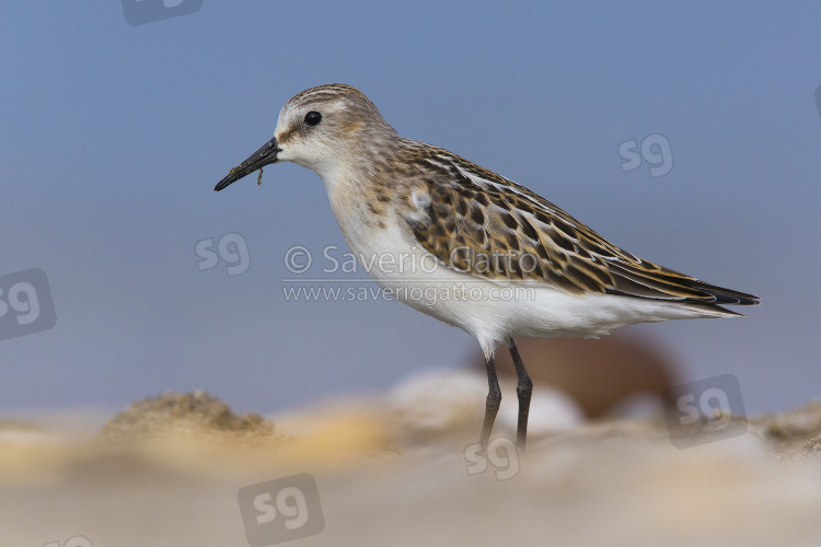 Little Stint, juvenile standing on the ground