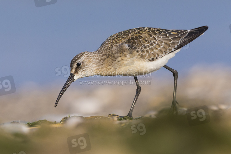 Curlew Sandpiper