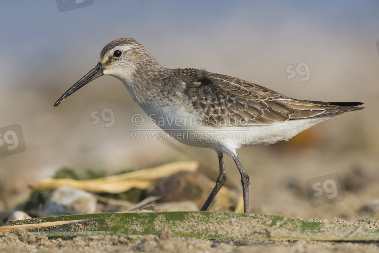 Curlew Sandpiper, juvenile standing on the ground