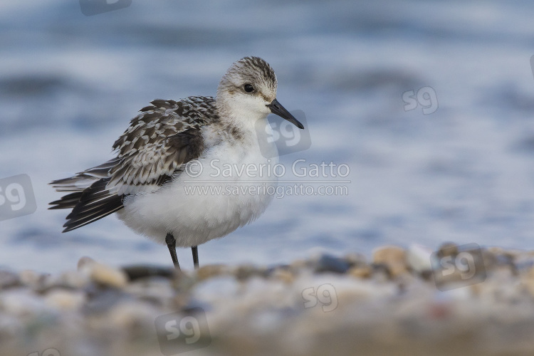 Sanderling