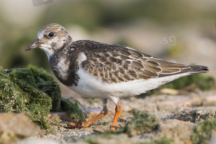 Ruddy Turnstone, juvenile standing on the ground