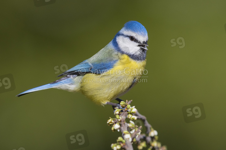 Eurasian Blue Tit