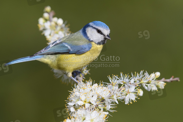 Eurasian Blue Tit