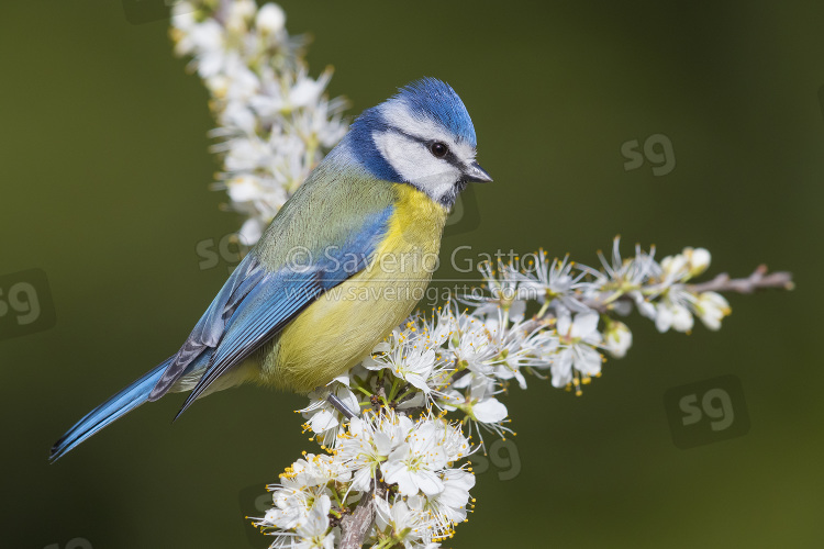 Eurasian Blue Tit