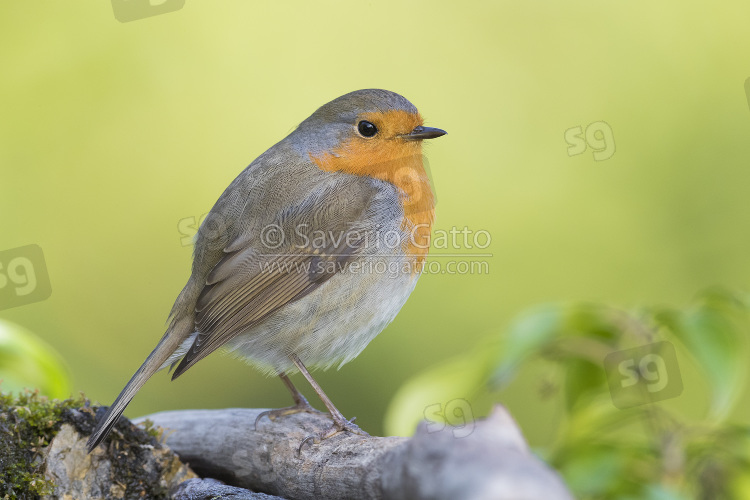 European Robin