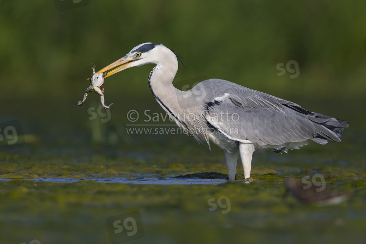 Grey Heron, adult with a caught frog