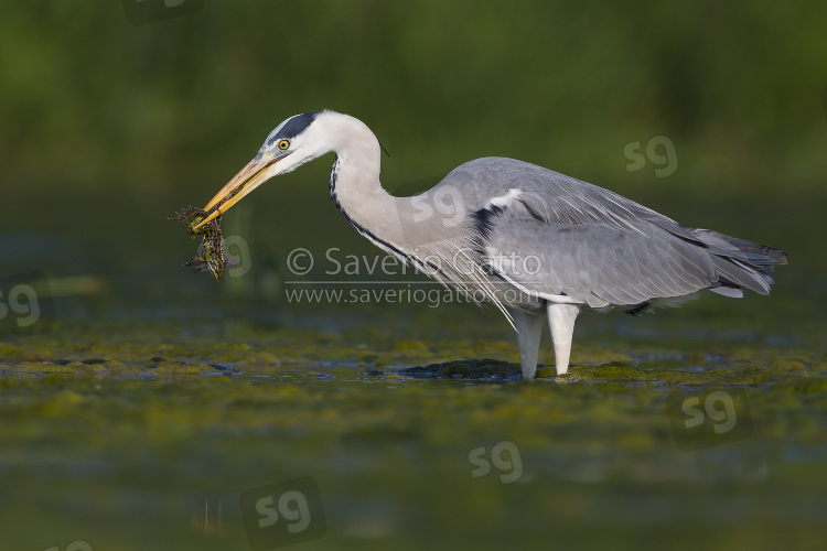 Grey Heron, adult with a caught frog