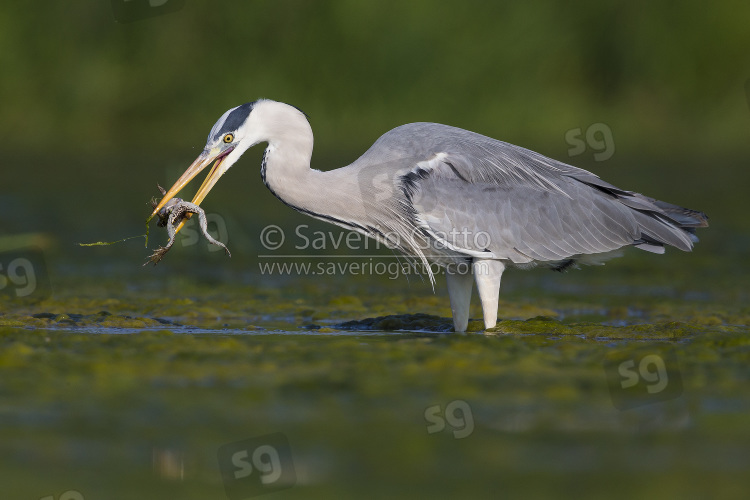 Grey Heron, adult with a caught frog