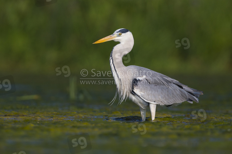 Grey Heron, adult standing in the water