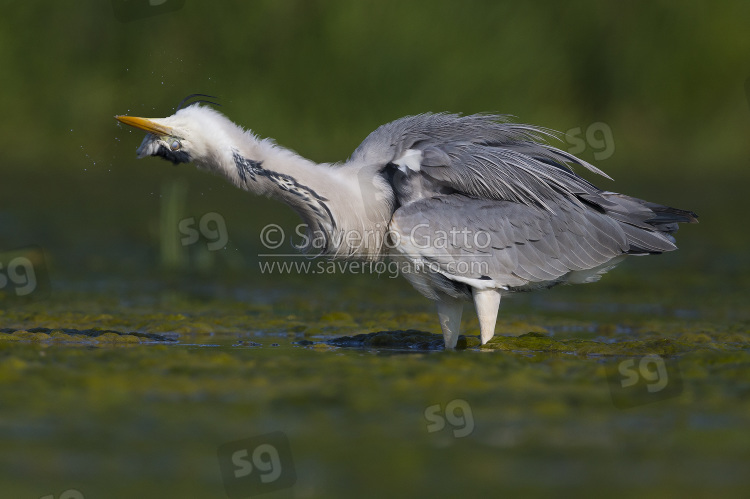 Grey Heron, adult shaking itself