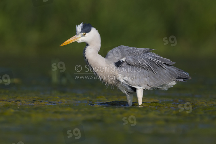 Grey Heron, adult standing in the water