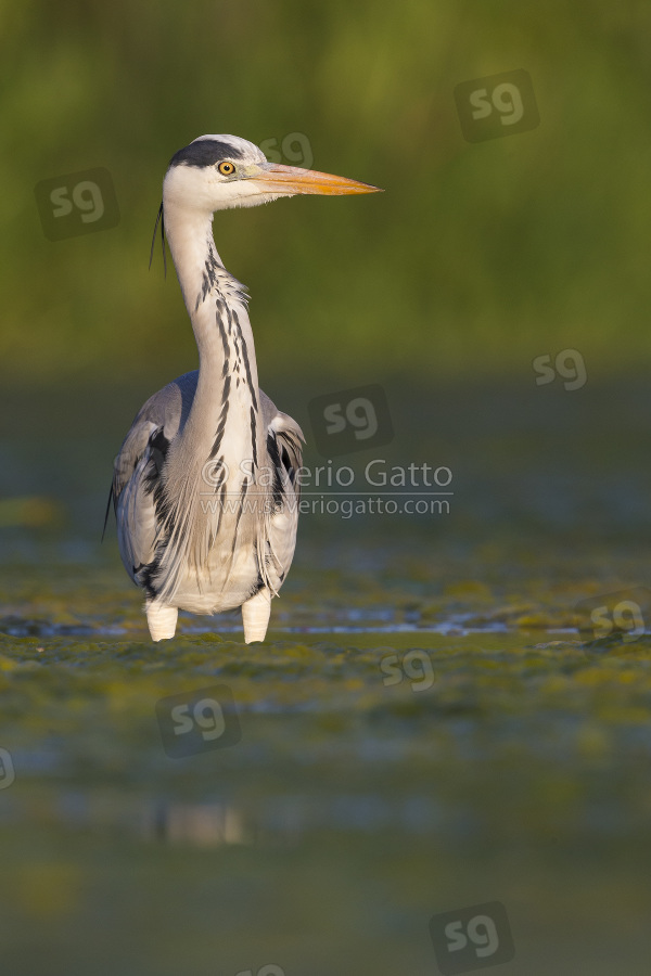 Grey Heron, adult standing in the water